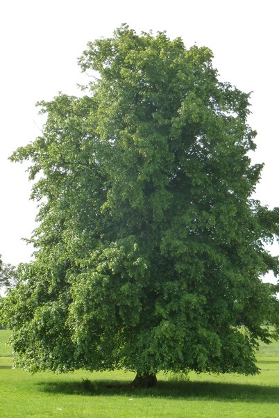 096